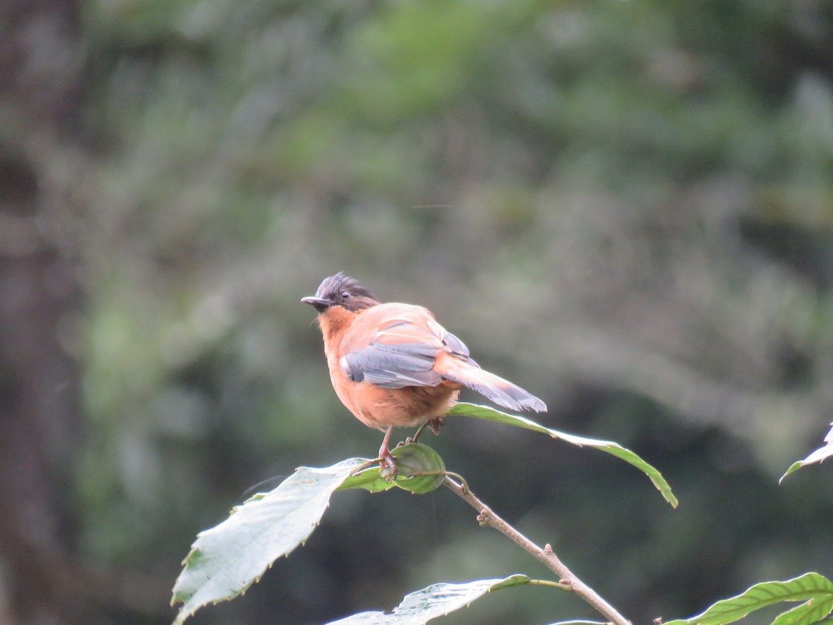 Rufous Sibia - ML645628727