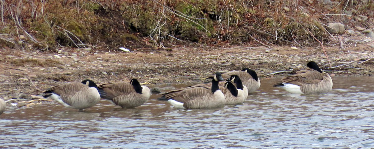 Canada Goose - ML645628730