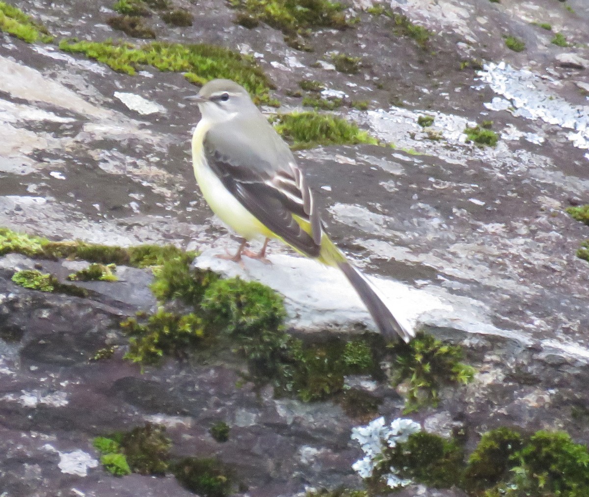 Gray Wagtail - ML645628734