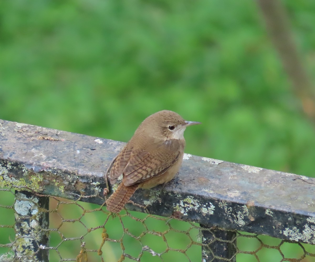 Southern House Wren - ML645628740