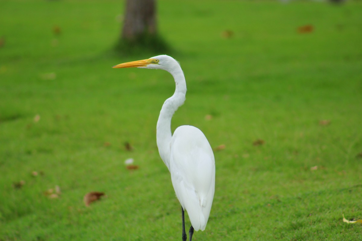 大白鷺 - ML645628742