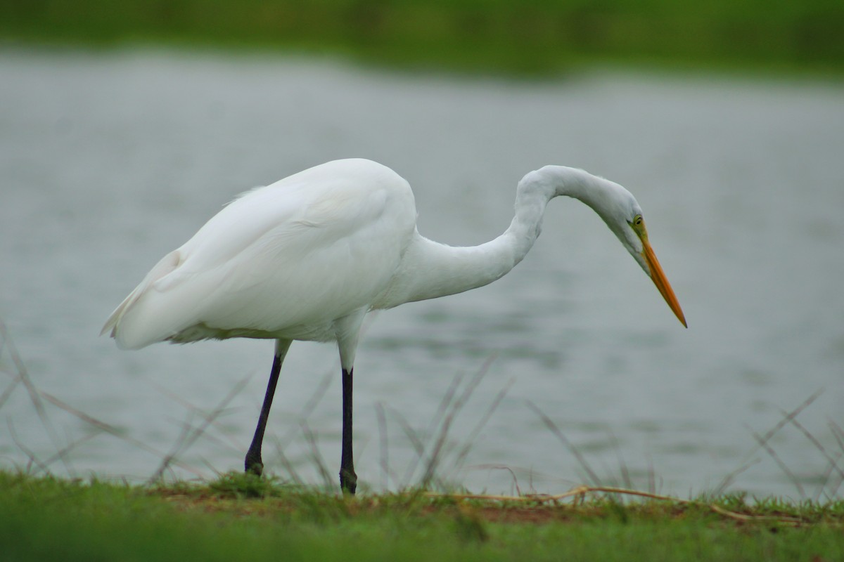 大白鷺 - ML645628744