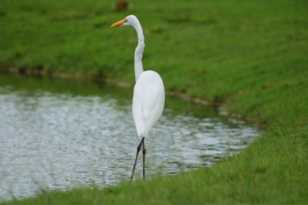 大白鷺 - ML645628746