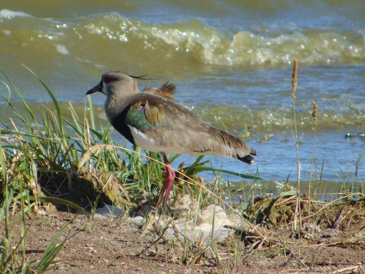 Southern Lapwing - ML645628755