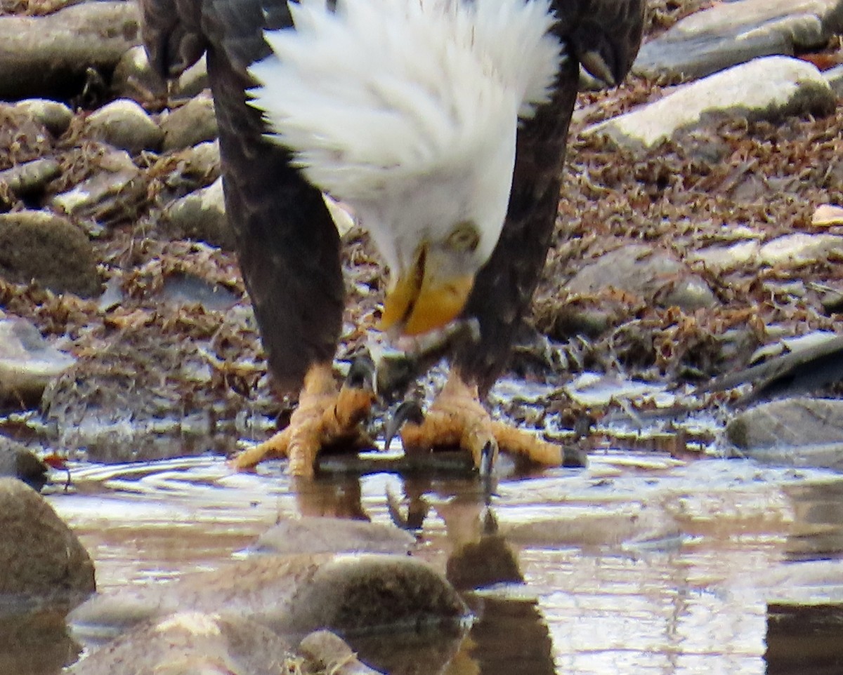 Bald Eagle - ML645628763
