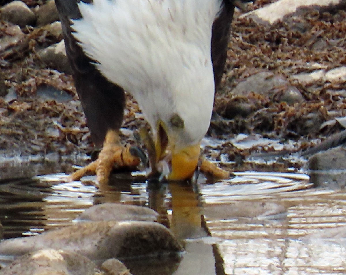 Bald Eagle - ML645628764
