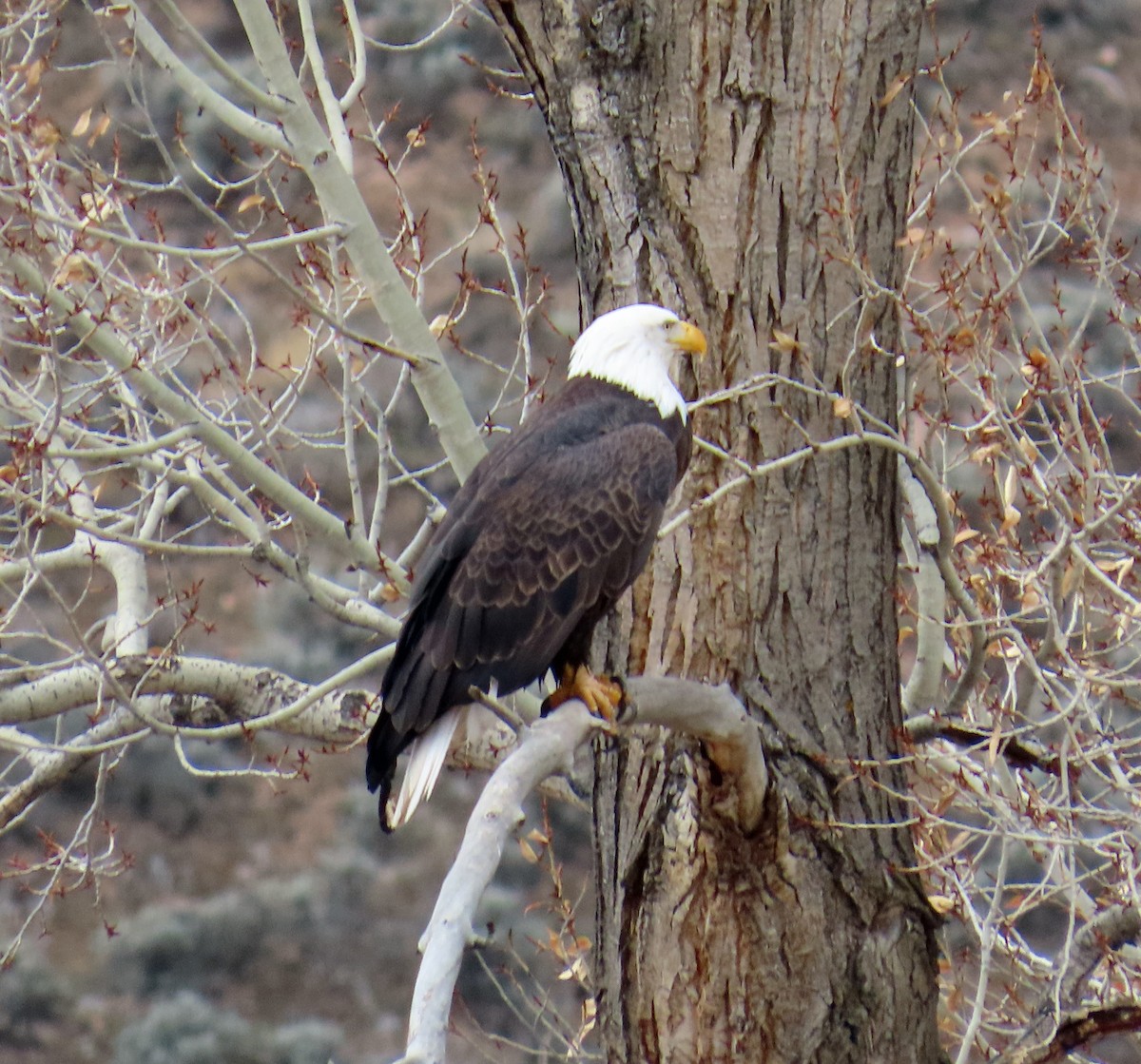 Bald Eagle - ML645628765