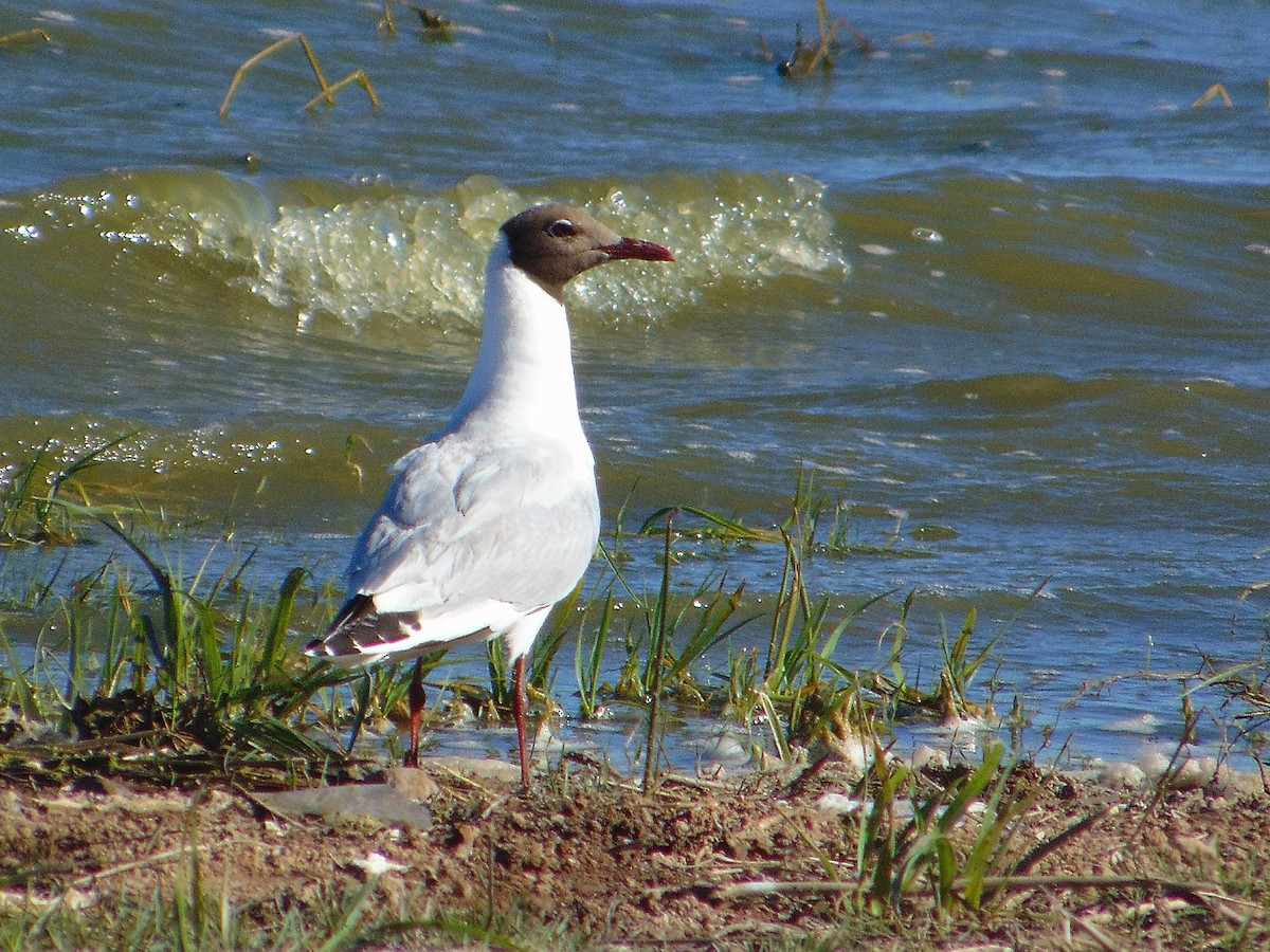 Brown-hooded Gull - ML645628767