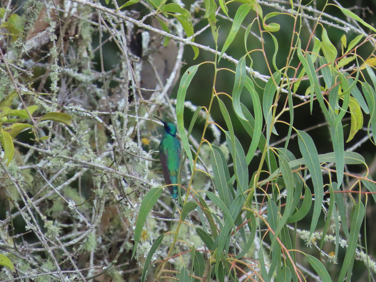 Sparkling Violetear - ML645628769