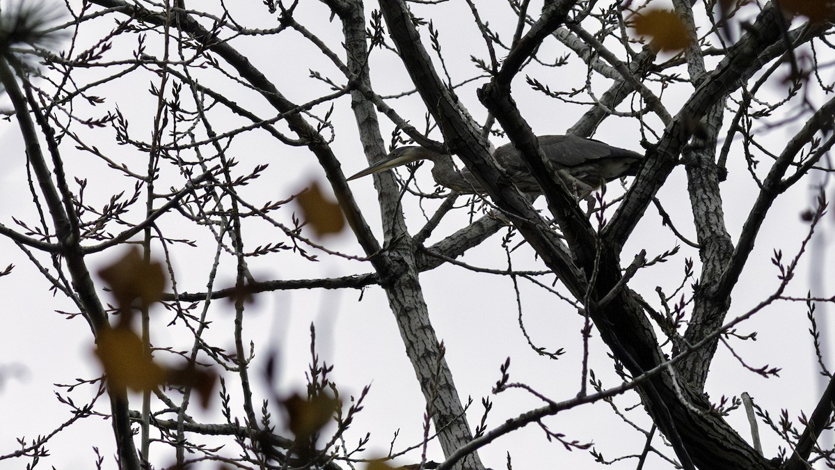 Great Blue Heron - ML645628772