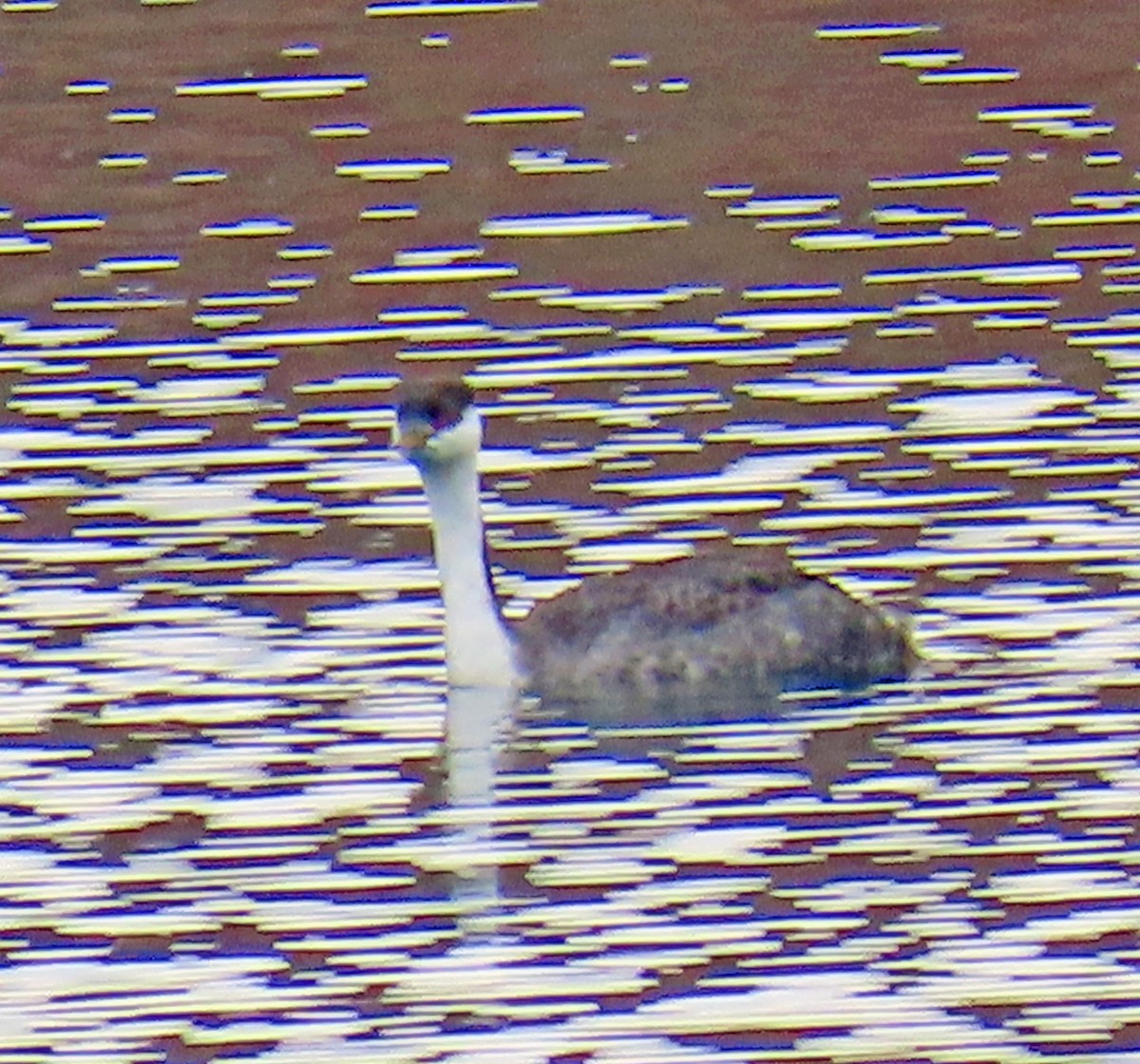 Western Grebe - ML645628773
