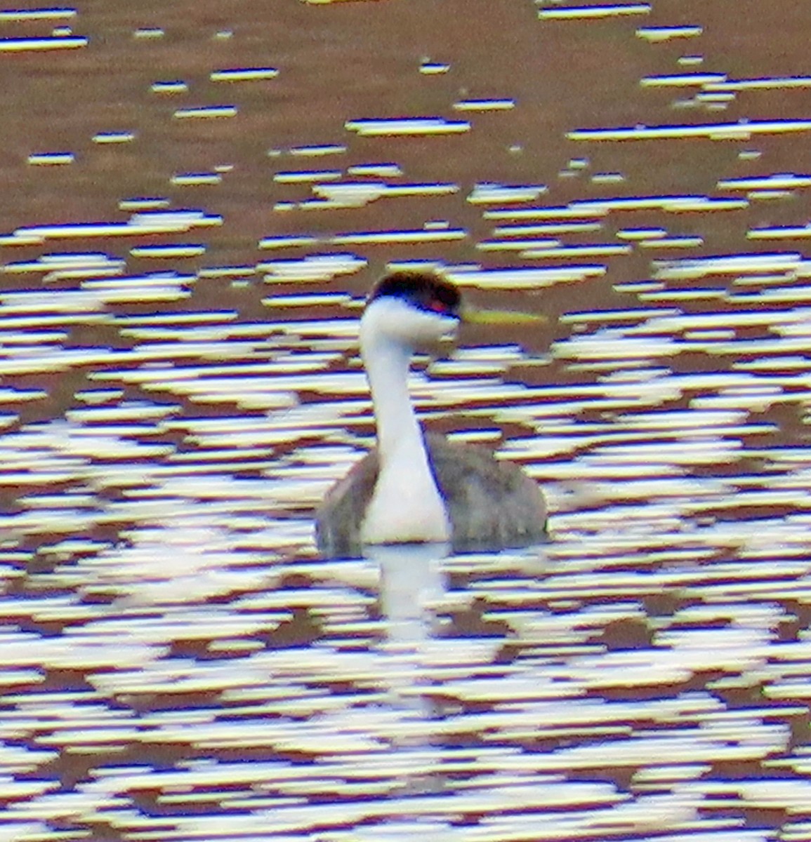 Western Grebe - ML645628774
