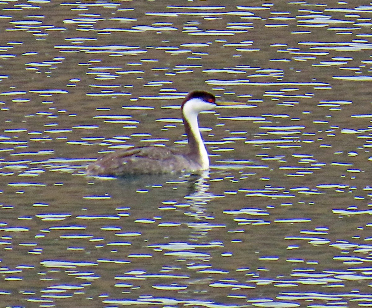 Western Grebe - ML645628776