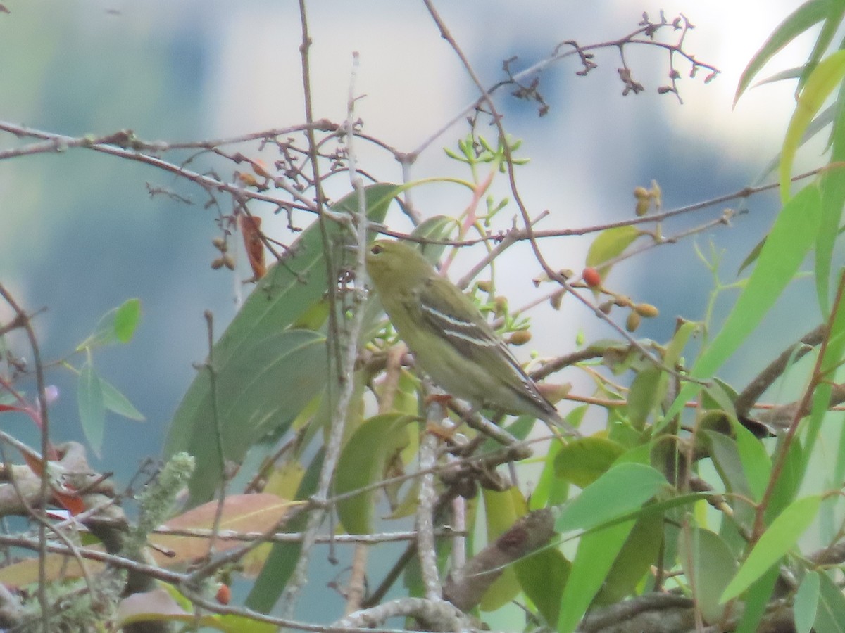 Blackpoll Warbler - ML645628777