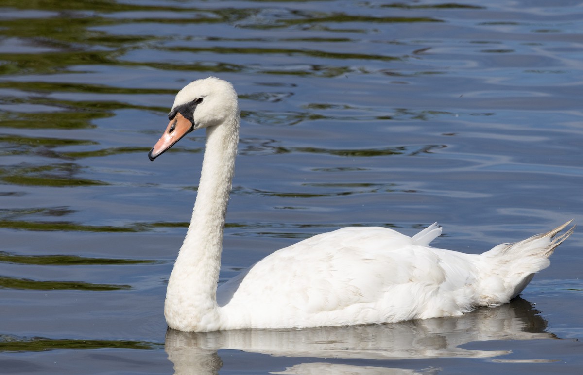 疣鼻天鵝 - ML645628778