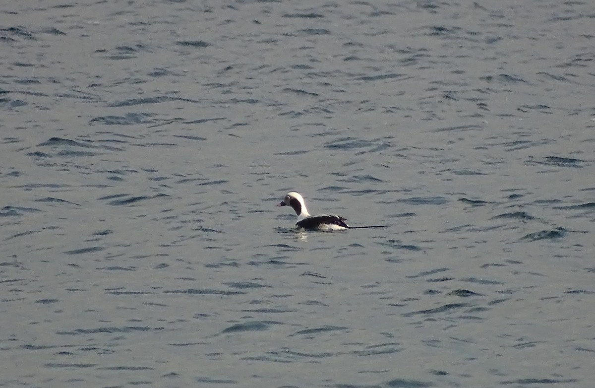 長尾鴨 - ML645628784