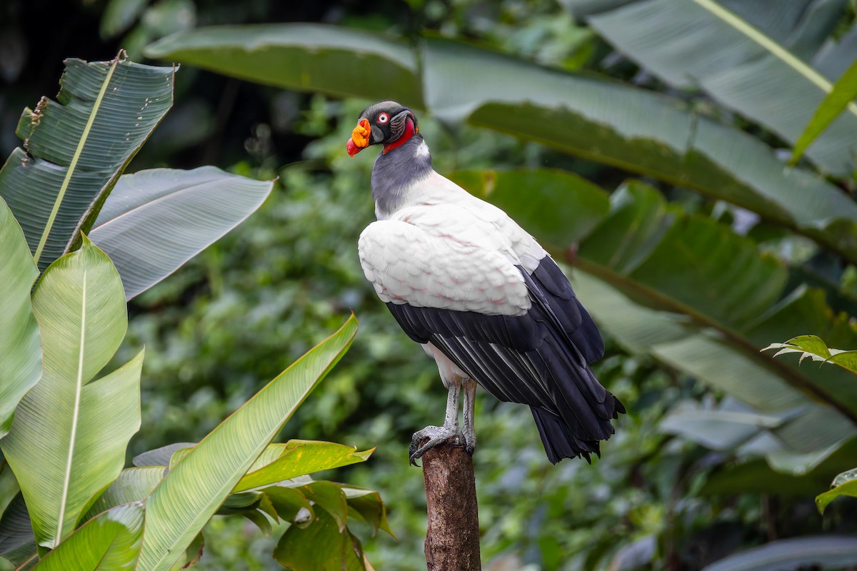King Vulture - ML645628787