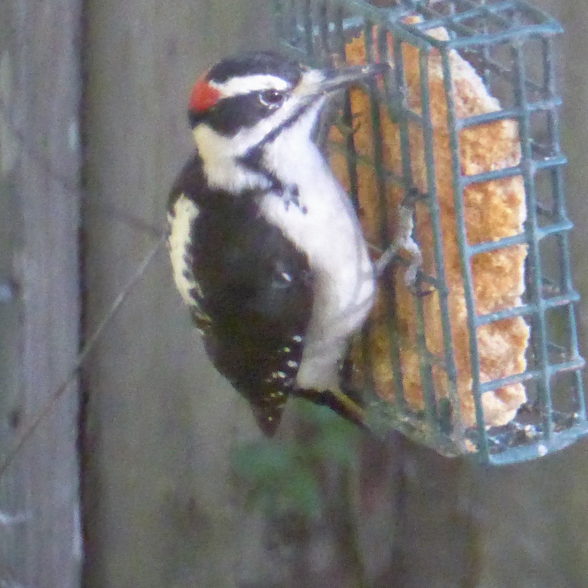 Hairy Woodpecker - ML645628790