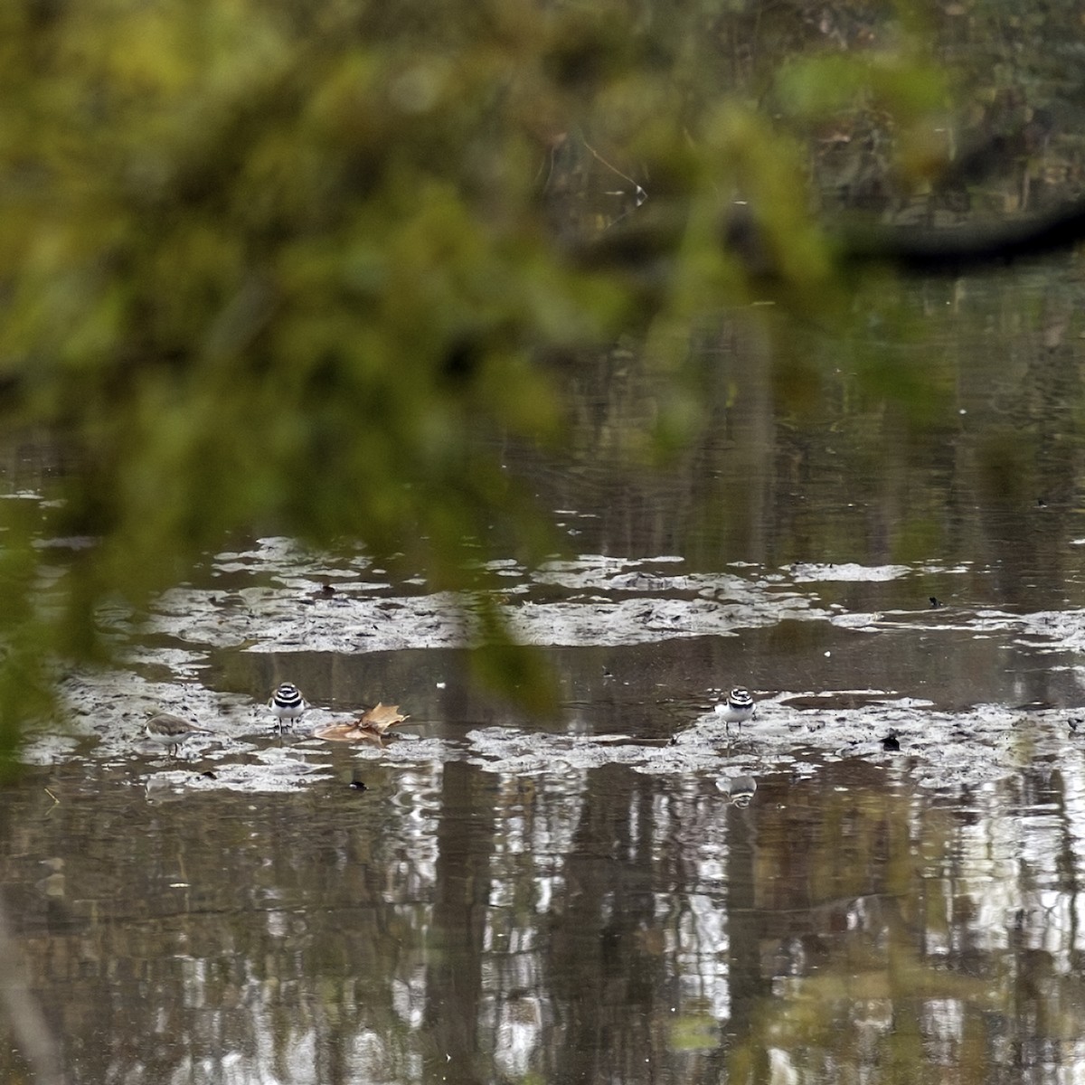 Killdeer - ML645628791