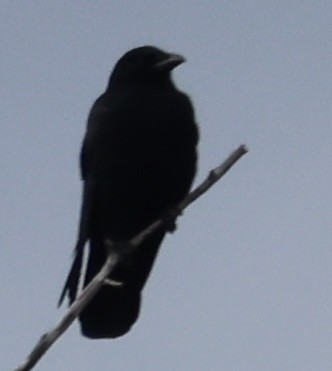 American Crow - ML645628793