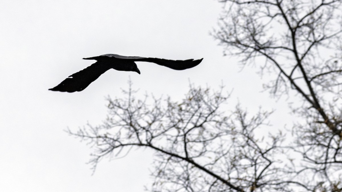 עורב שחור - ML645628796