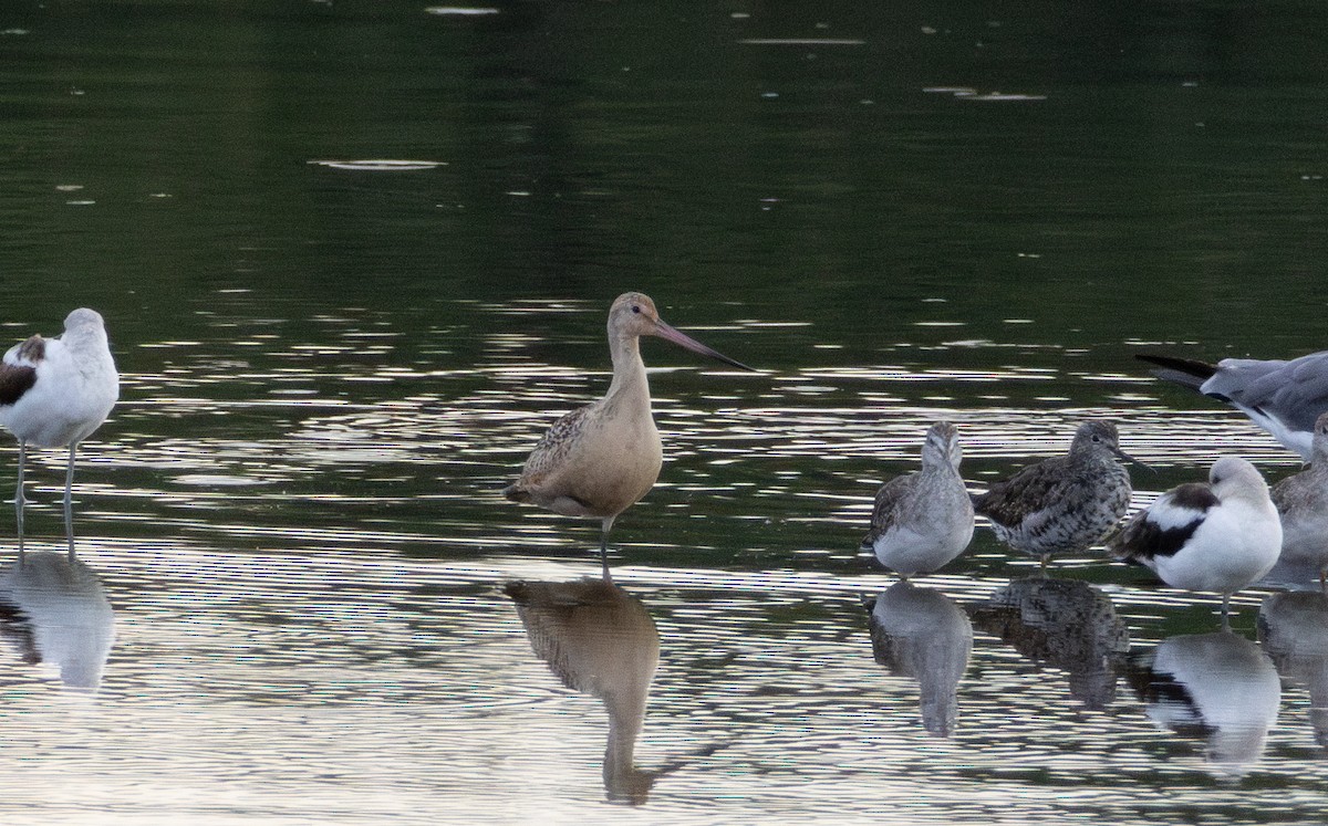 Marbled Godwit - ML645628800