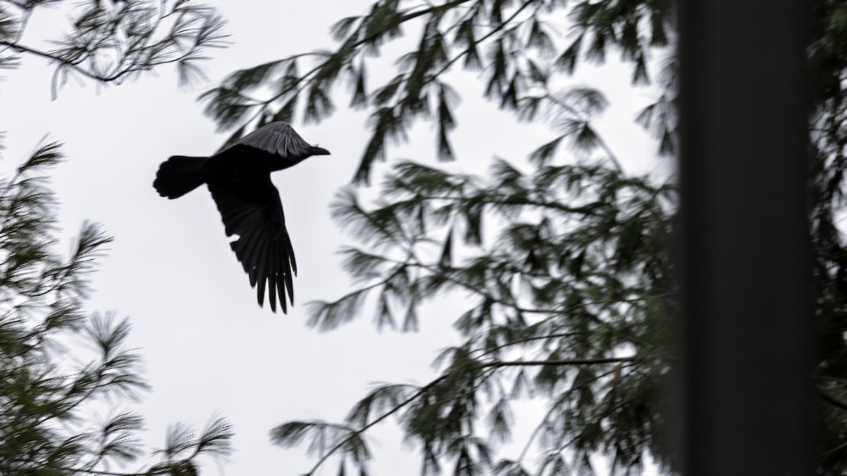 עורב שחור - ML645628802