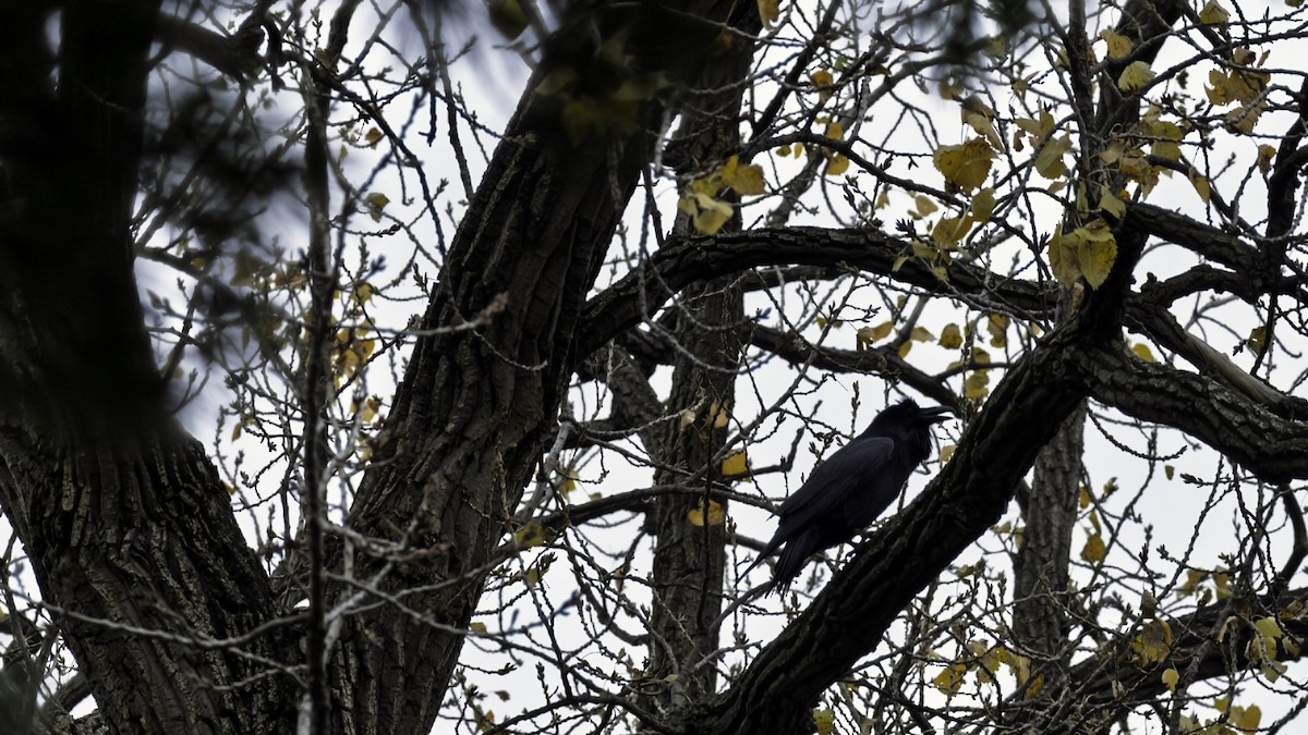 עורב שחור - ML645628806