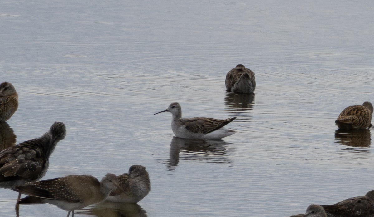 Wilsonwassertreter - ML645628813