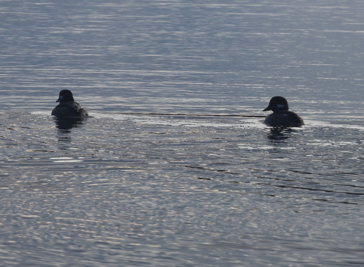 Murgilari buruzuria - ML645628817