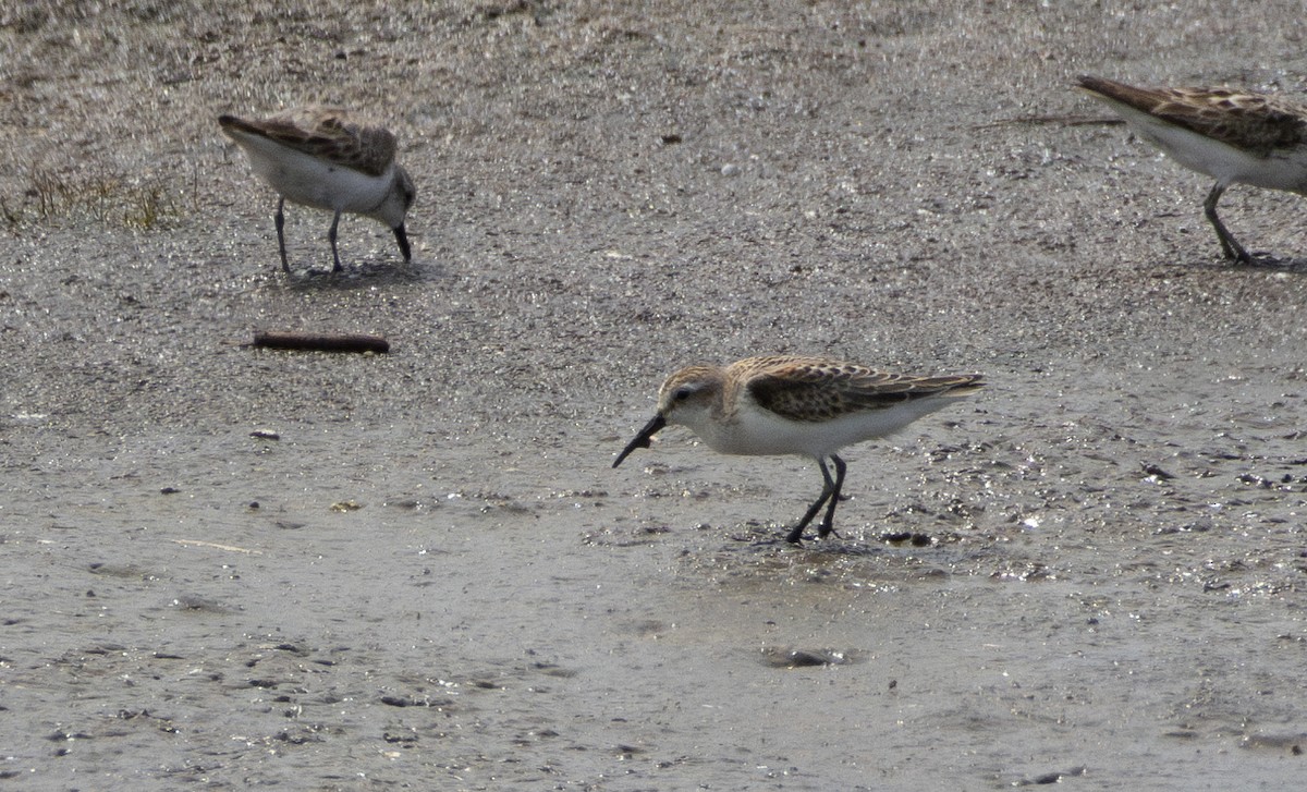 Western Sandpiper - ML645628823