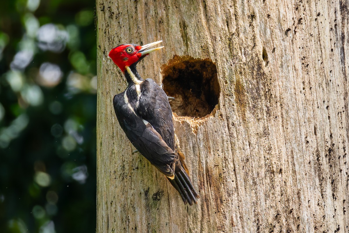 Pale-billed Woodpecker - ML645628825