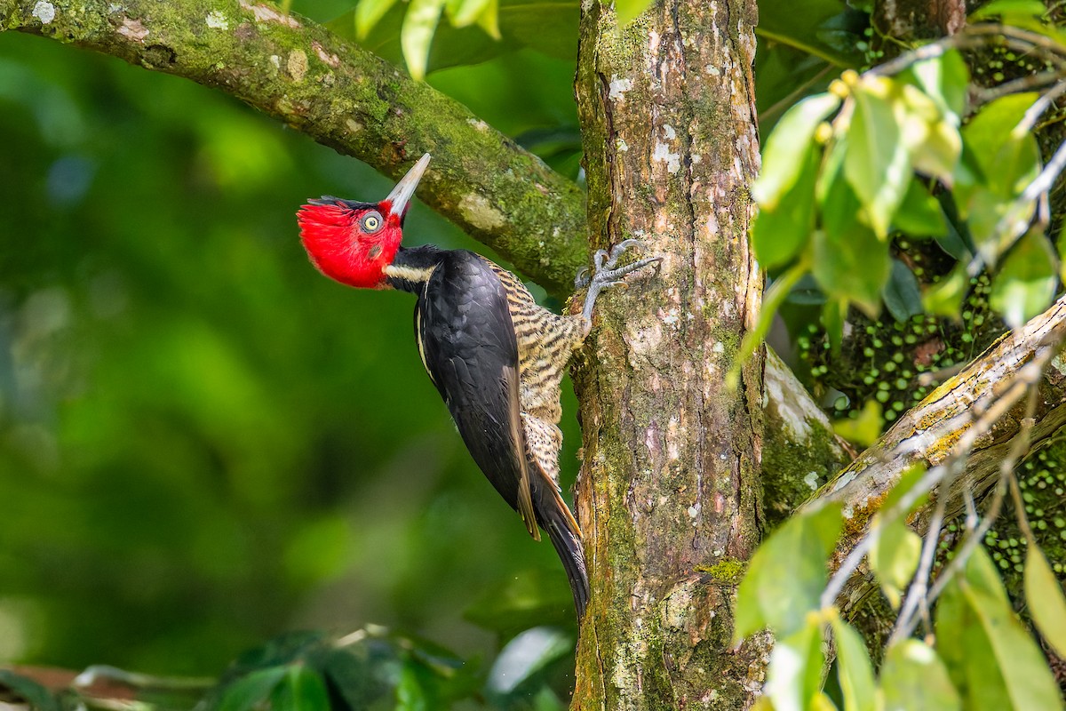 Pale-billed Woodpecker - ML645628826