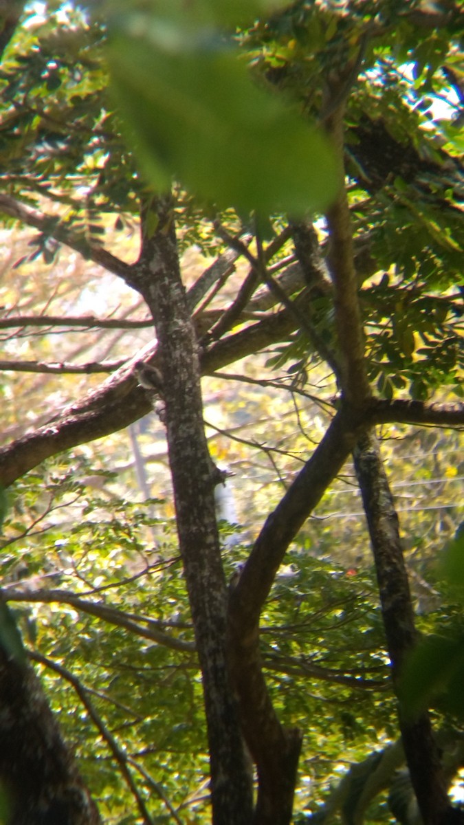 Northern Tropical Pewee - ML645628837