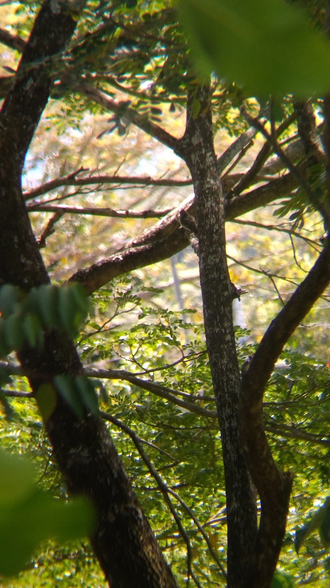Northern Tropical Pewee - ML645628838