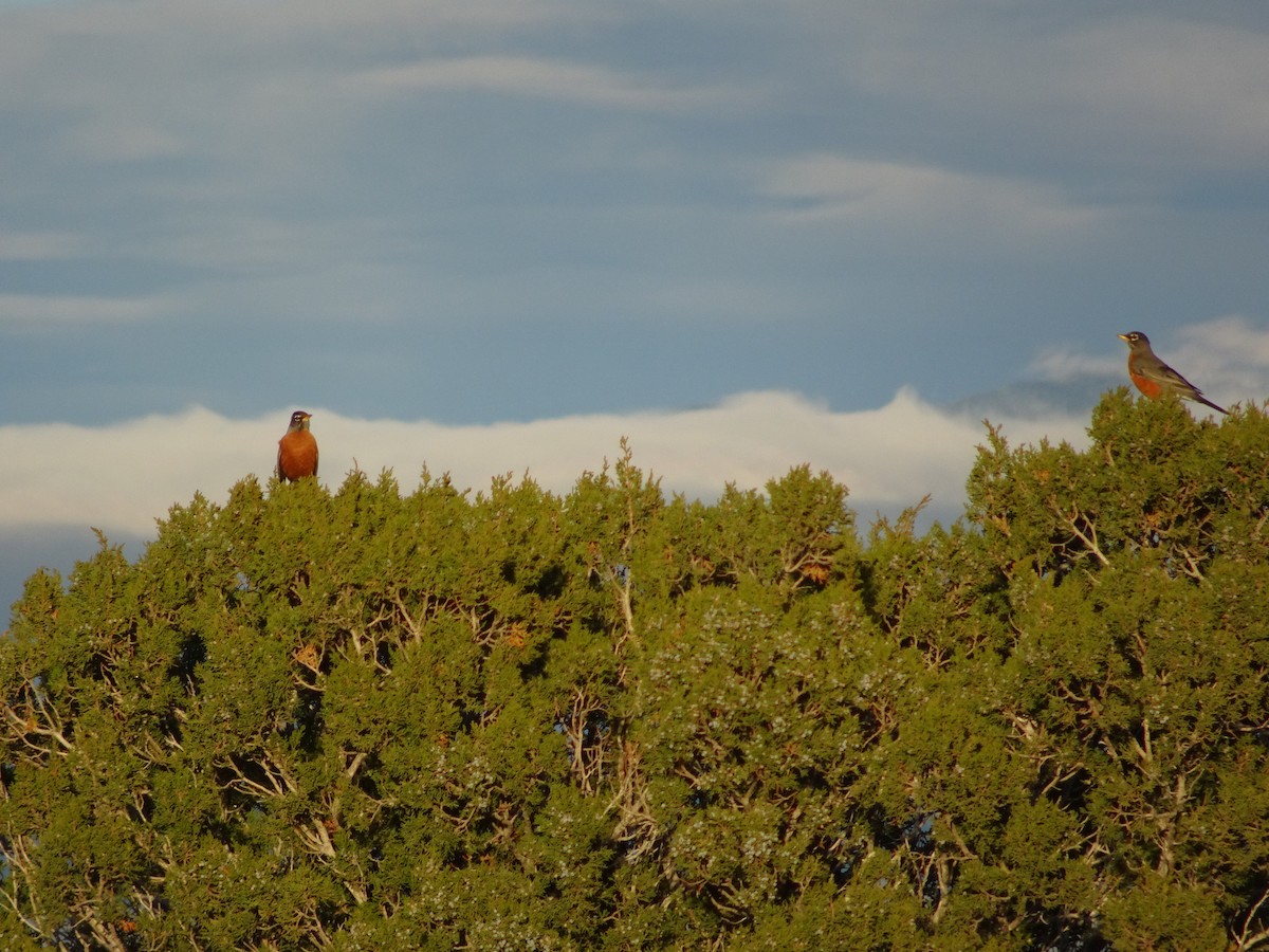 American Robin - ML645628854