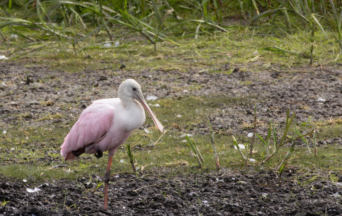 Roseate Spoonbill - ML645628858