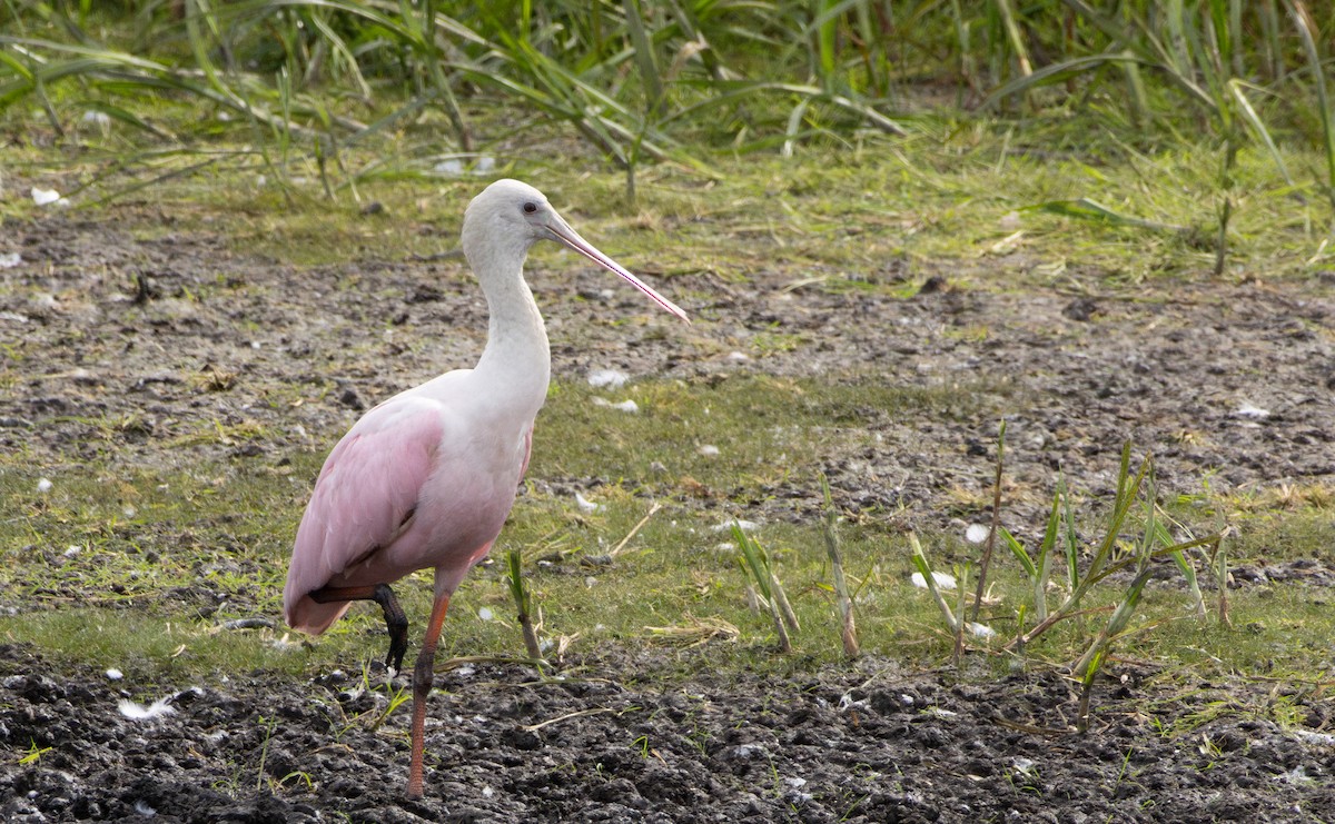 Roseate Spoonbill - ML645628859