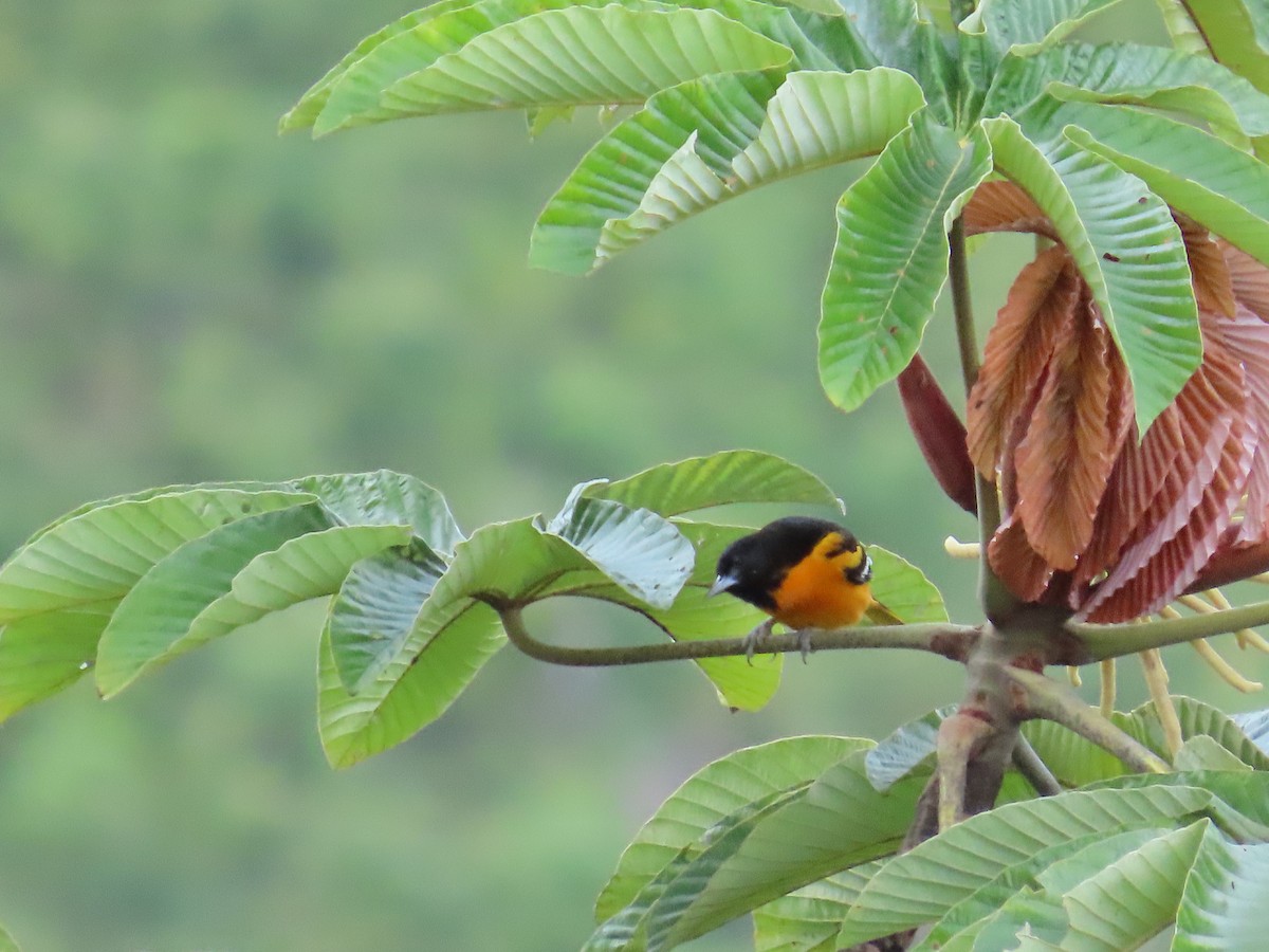 Балтиморский трупиал - ML645628862