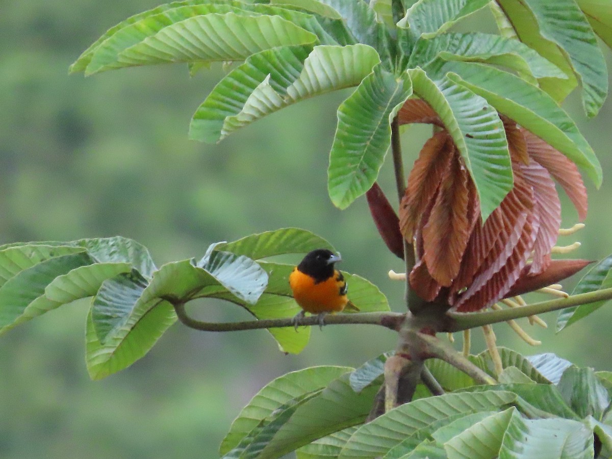 Балтиморский трупиал - ML645628864