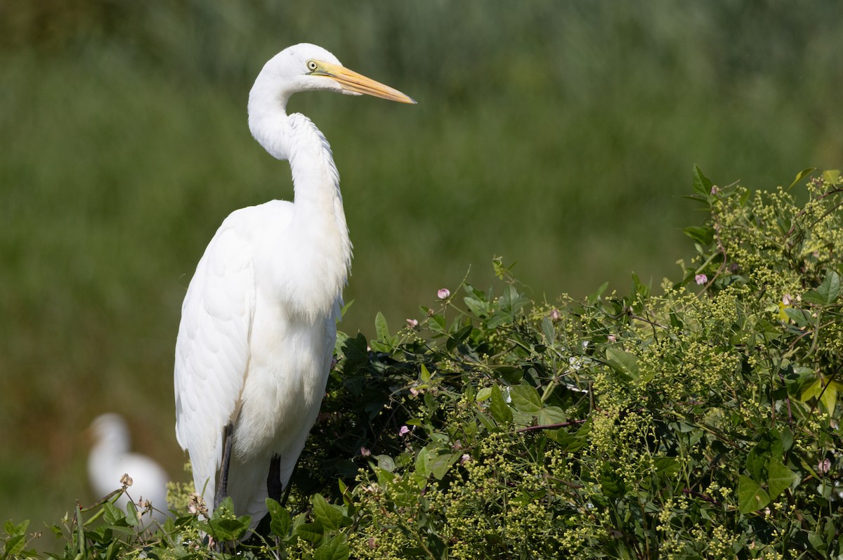 Great Egret - ML645628872