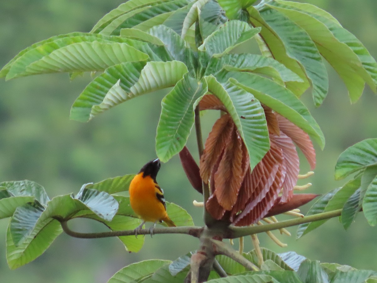 Балтиморский трупиал - ML645628873