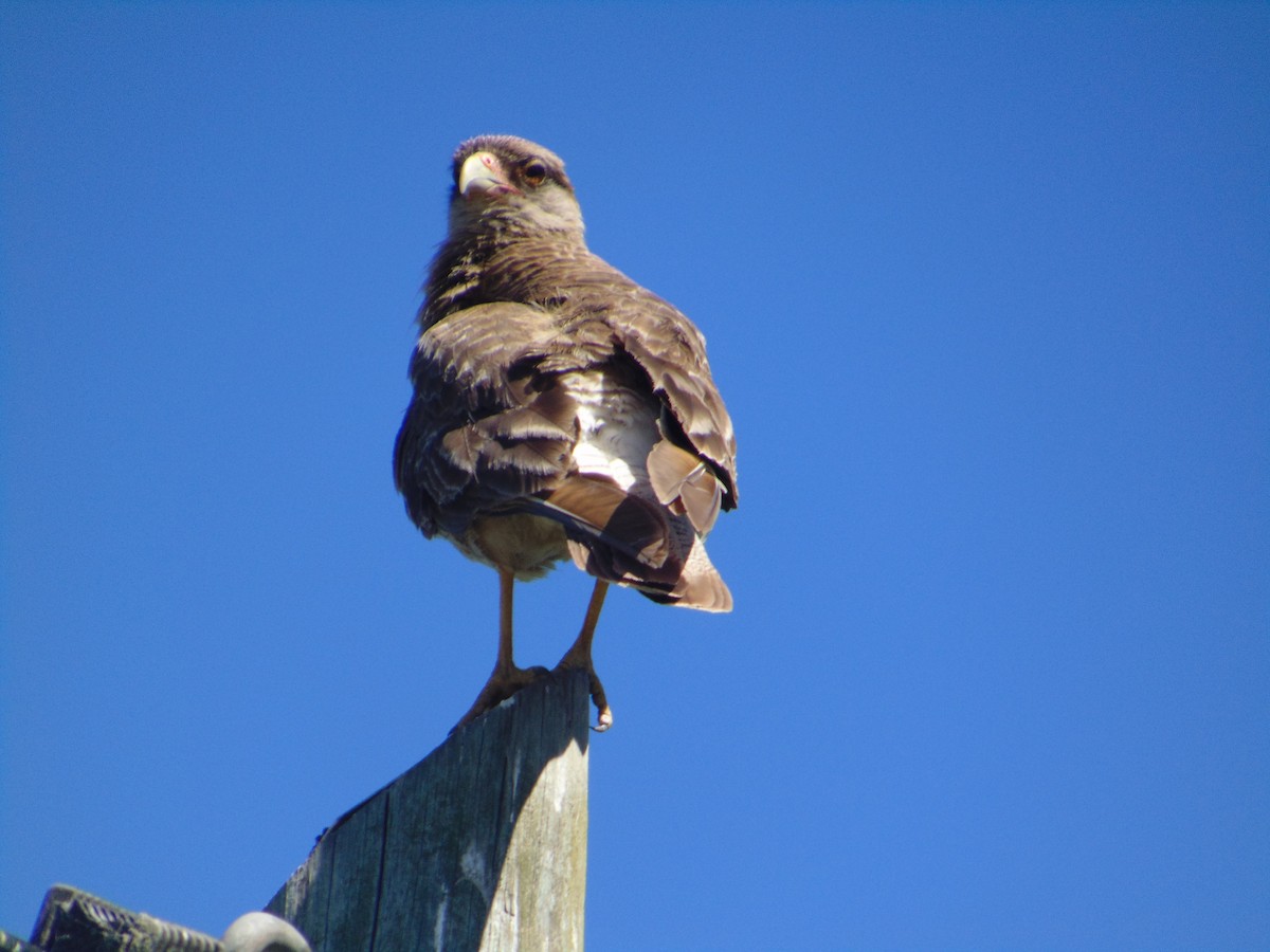 Chimango Caracara - ML645628874