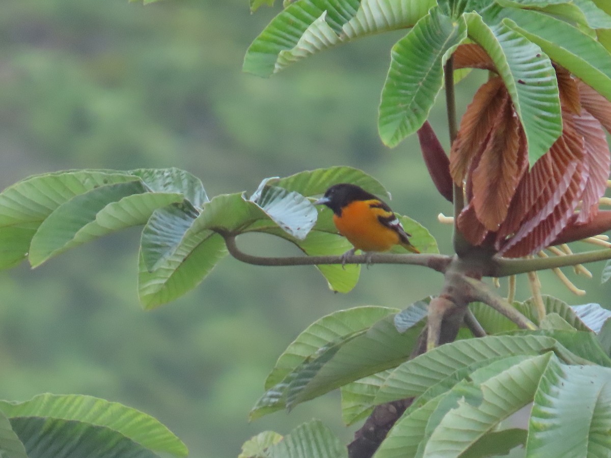 Baltimore Oriole - ML645628876
