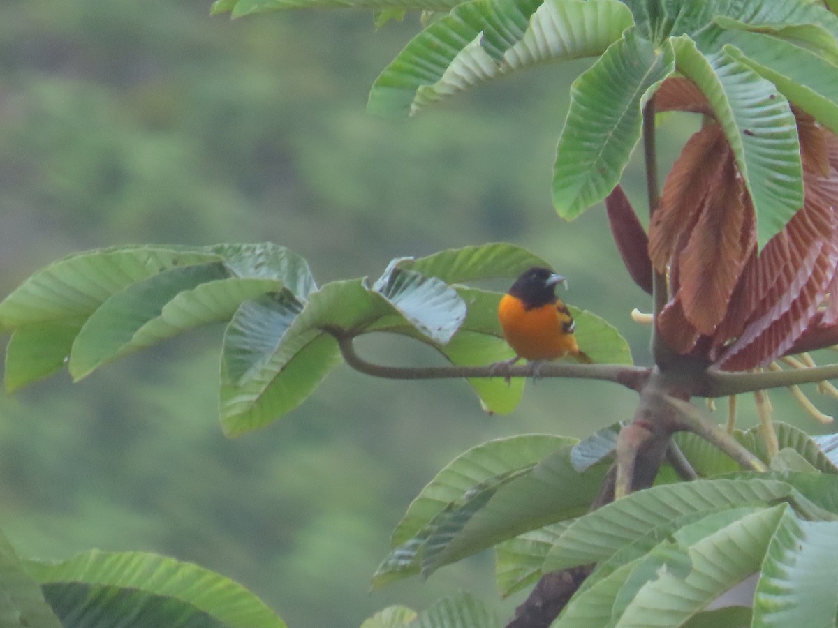 Baltimore Oriole - ML645628878