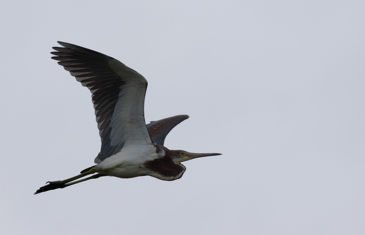 Tricolored Heron - ML645628880