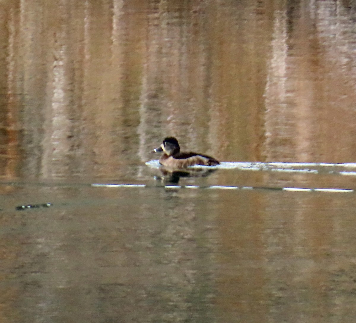 Ring-necked Duck - ML645628881