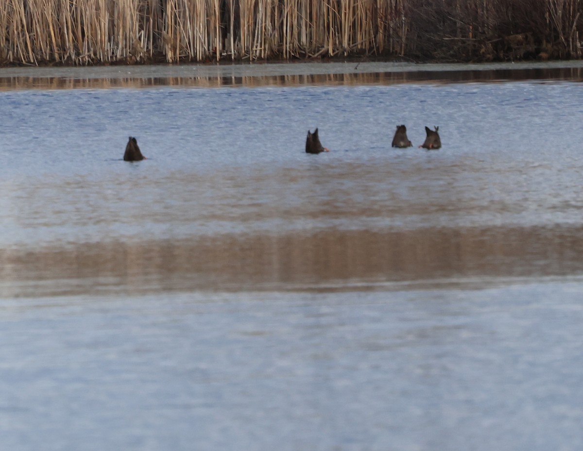 American Black Duck - ML645628882