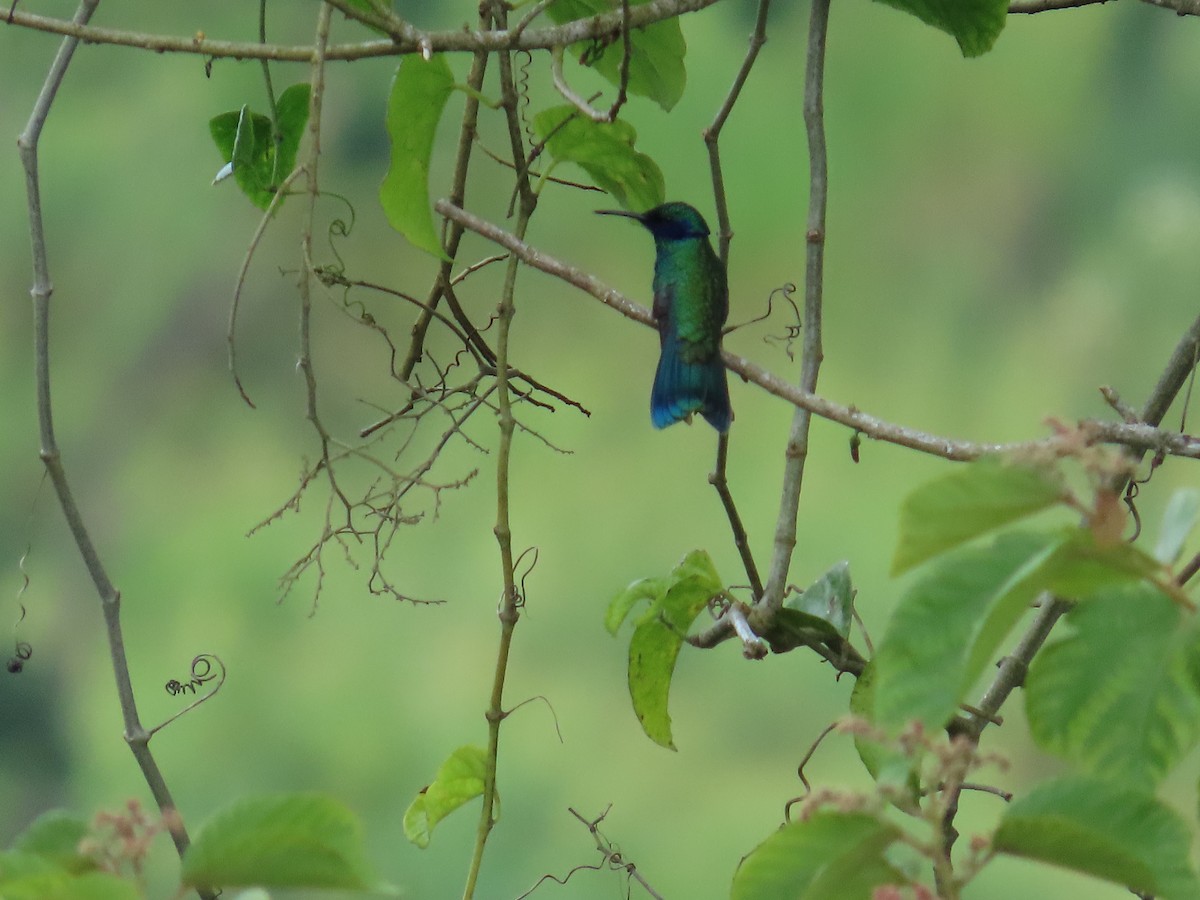 Sparkling Violetear - ML645628883