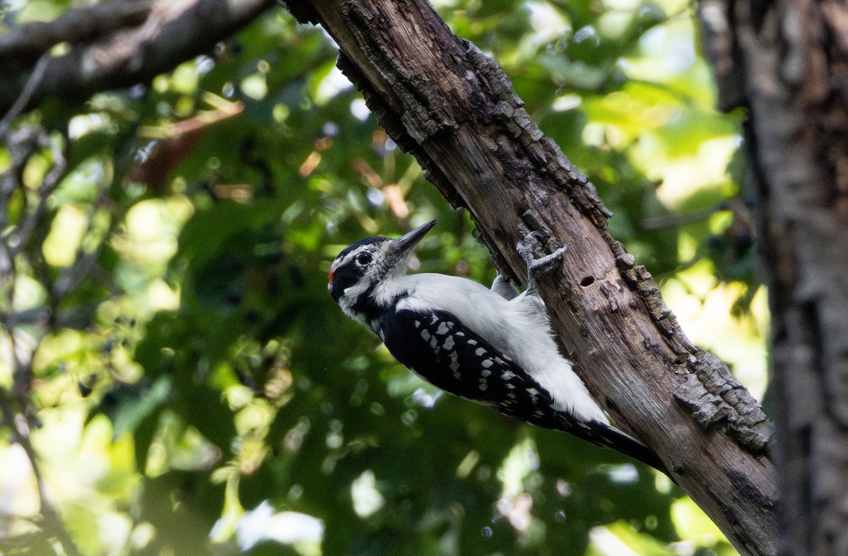 Hairy Woodpecker - ML645628889